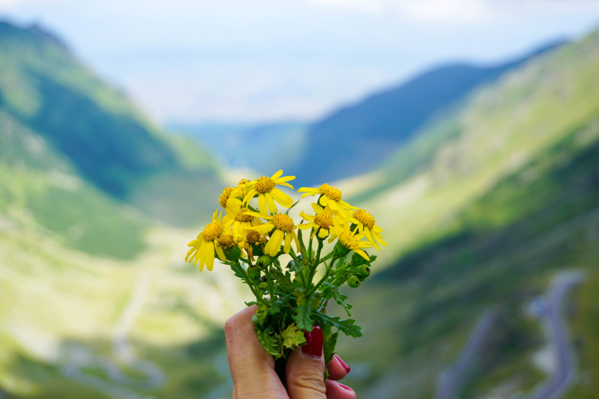Balea Lac Flori Munte