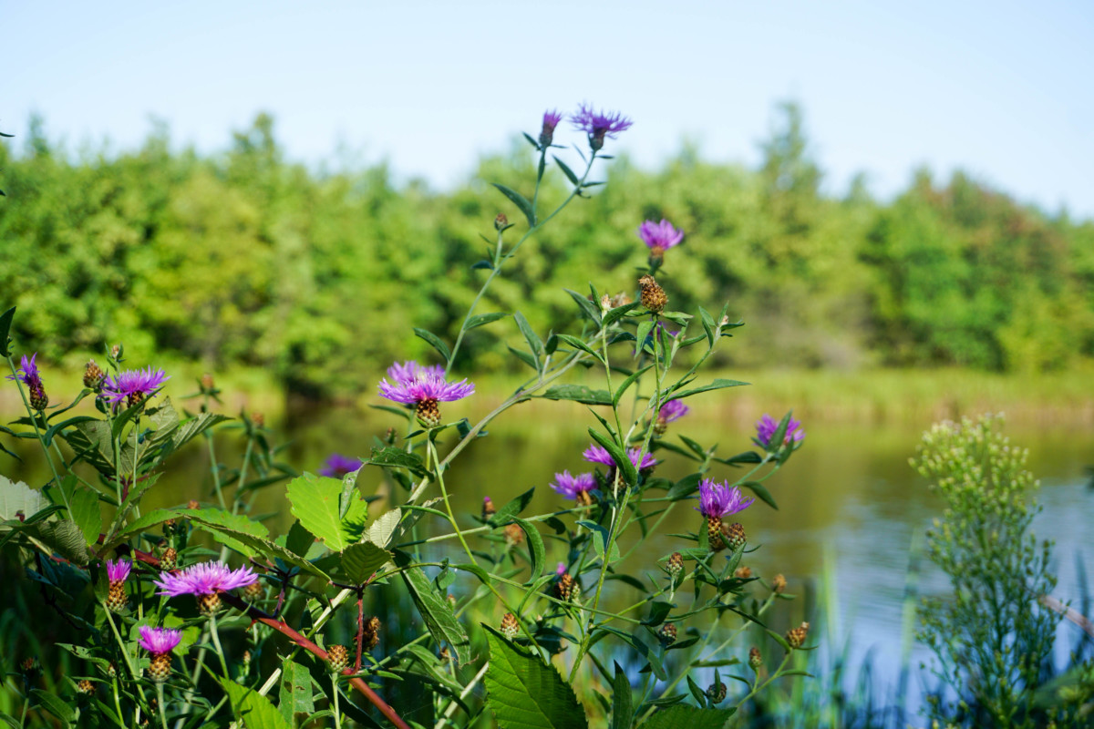 Poze Lac Targoviste