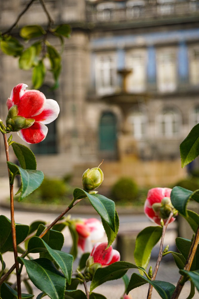 Flori Biserica Treimii Porto
