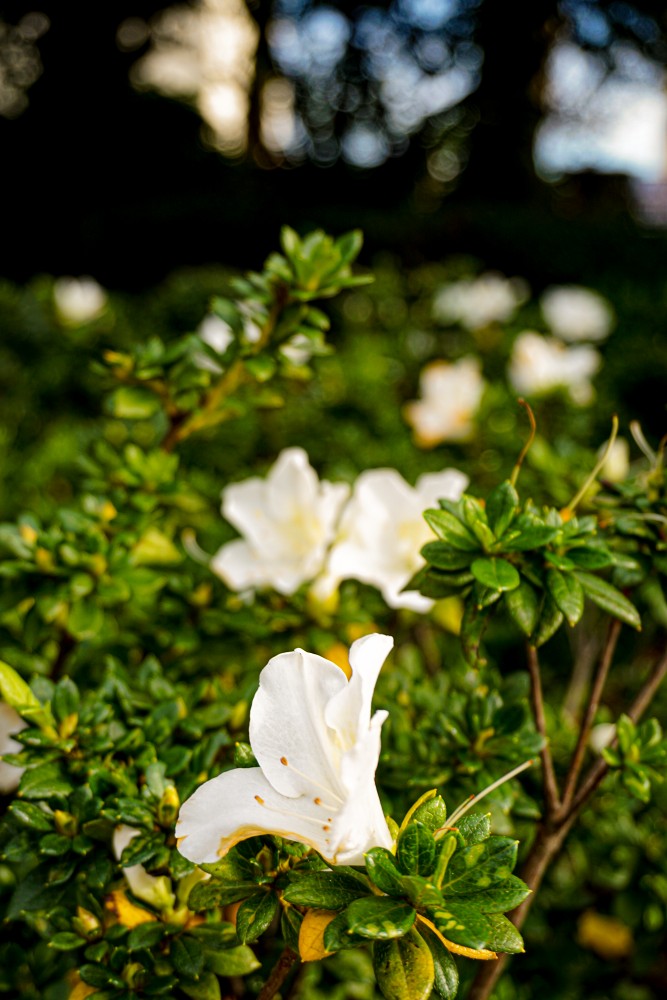 Flori Parc Porto Portugalia