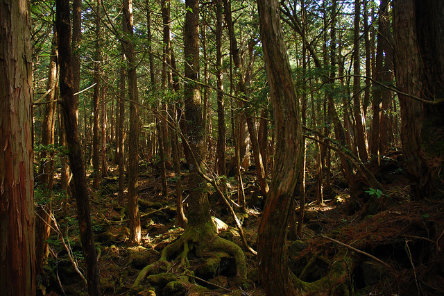 Padurea Aokigahara Japonia