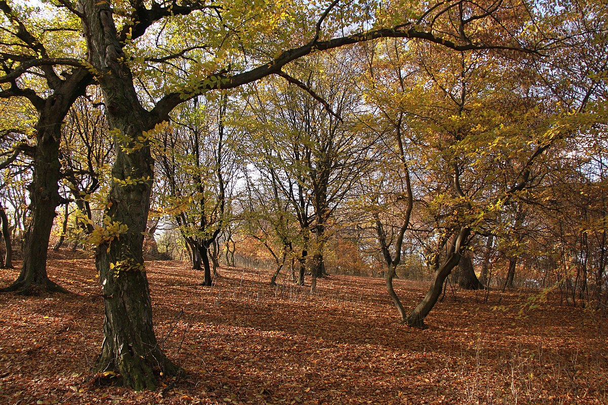 Padurea Hoia Baciu Romania