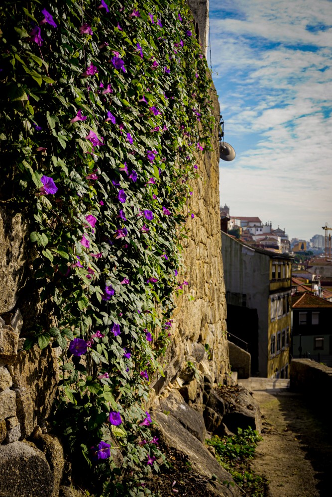 Porto Plimbare Vacanta Poze