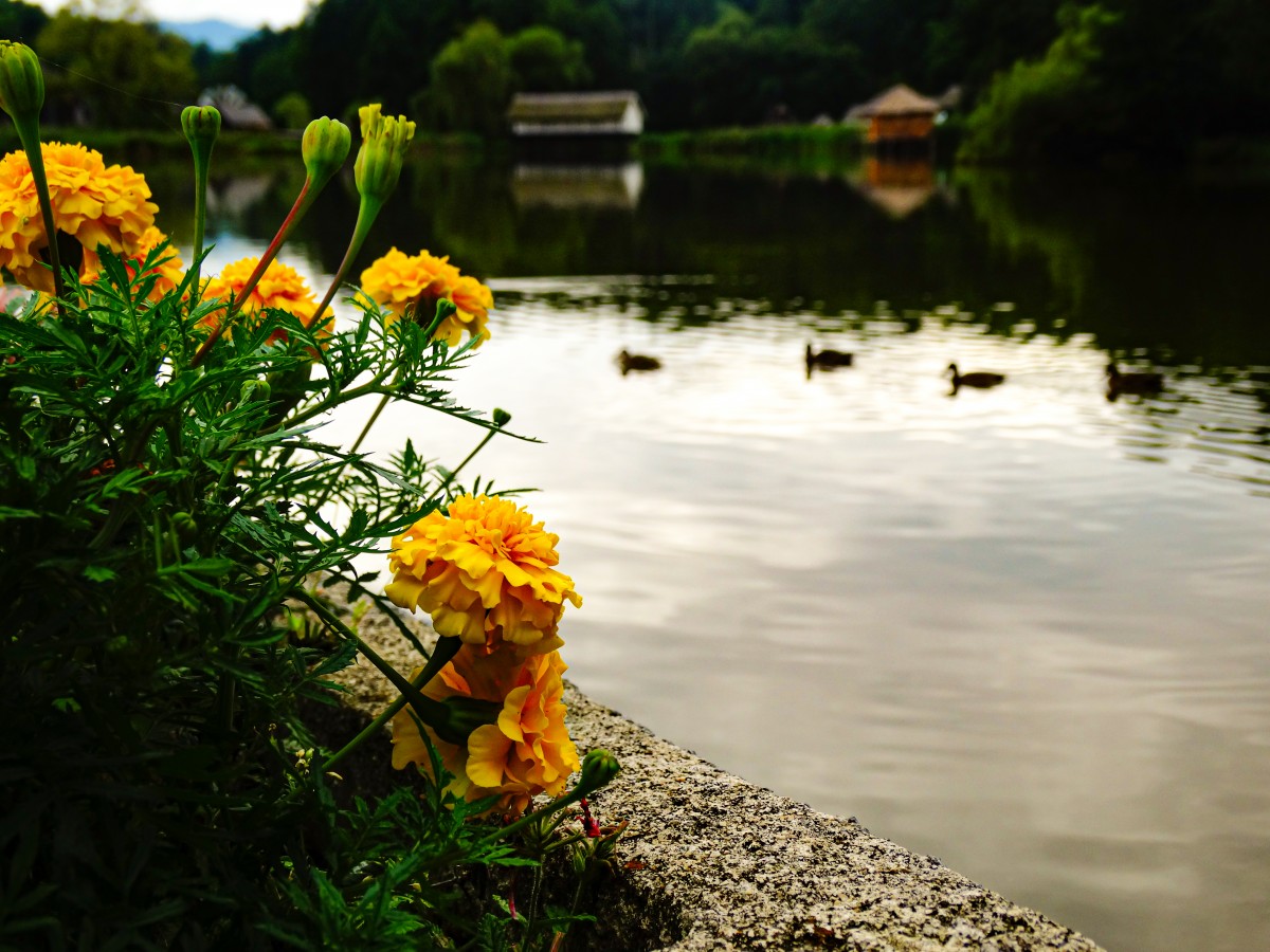 Lac Rate ASTRA Muzeu