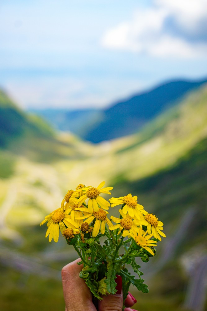 Transfagarasan Flori Peisaj