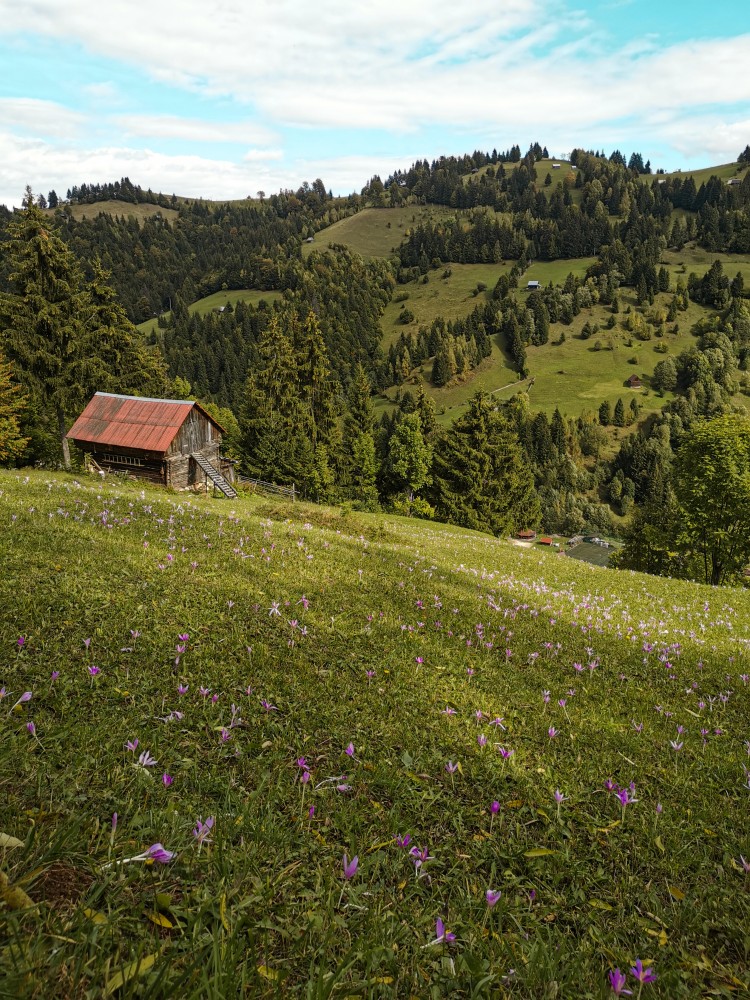 Case Moeciu de Sus Foto