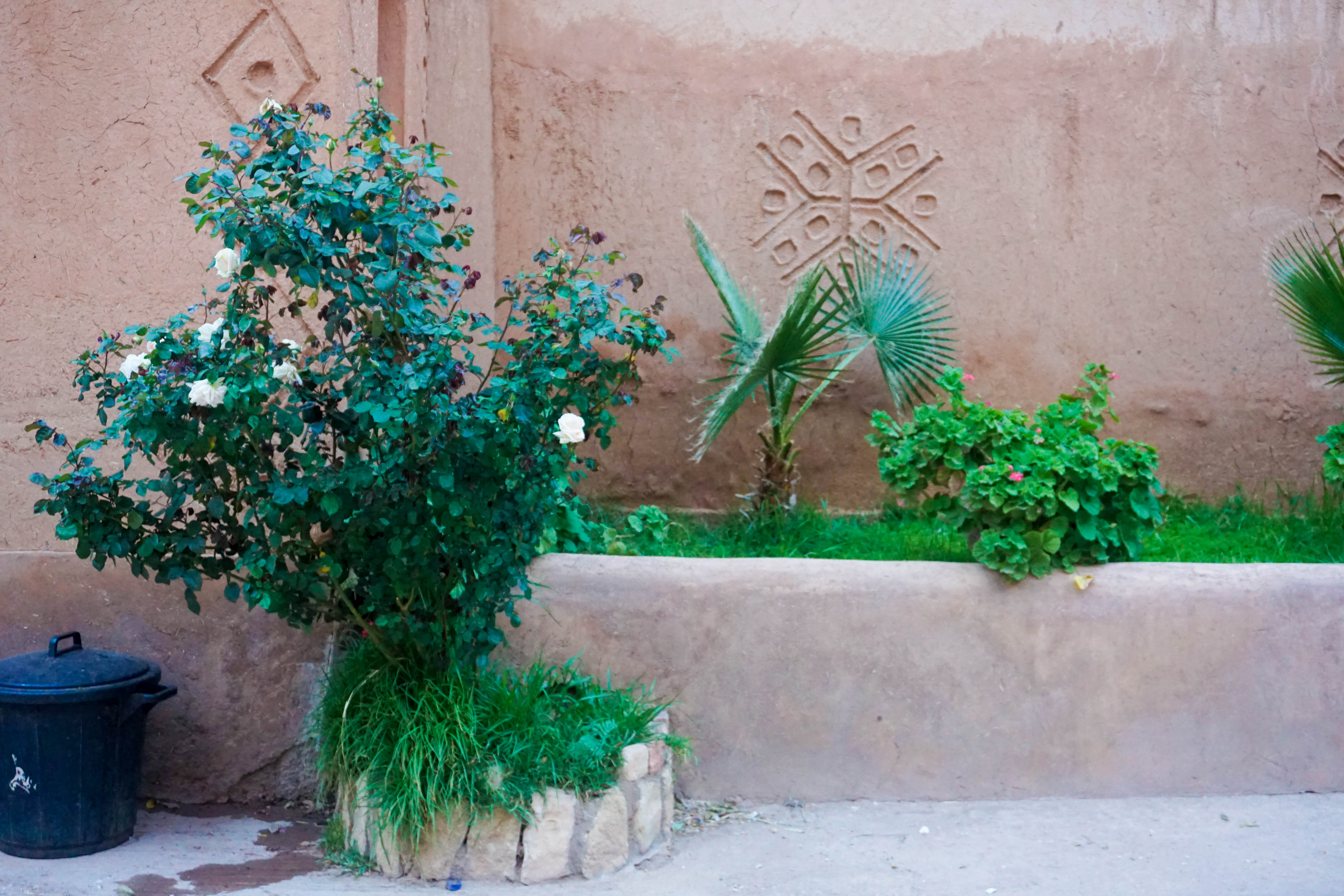 Dades Valley Trandafiri