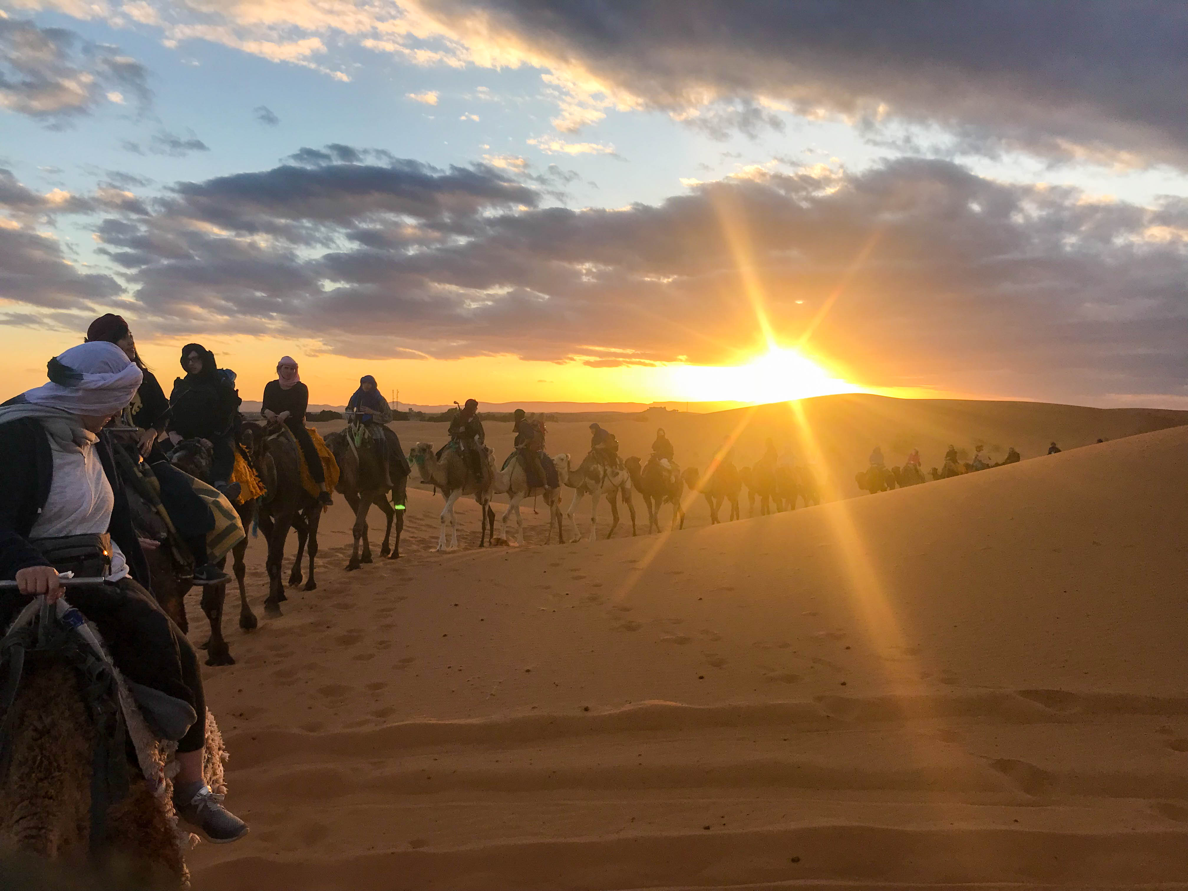 Desert Camile Maroc