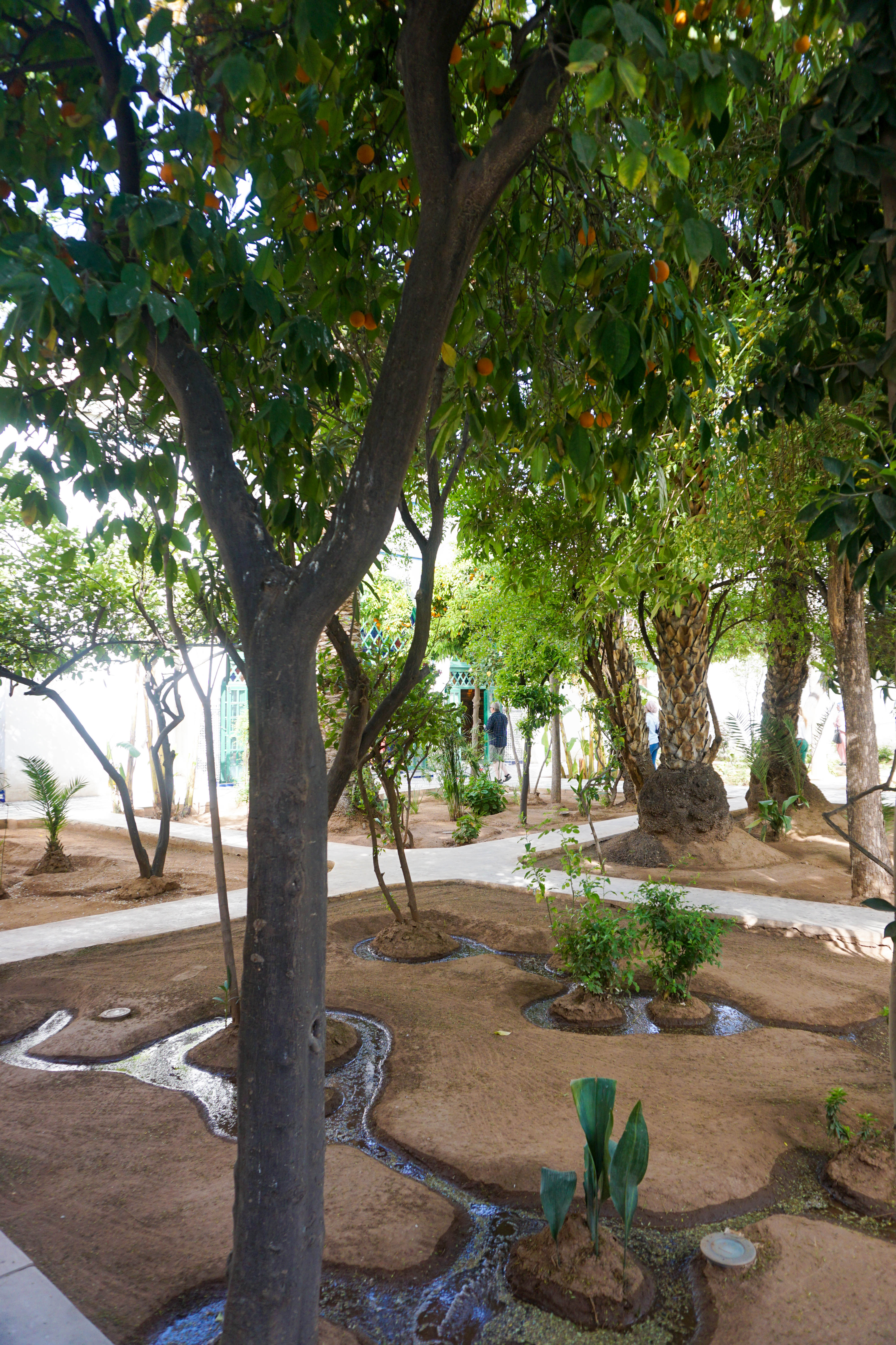 Pomi Palatul Bahia
