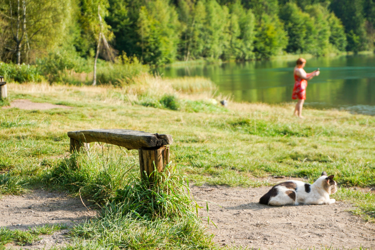 Pisica Lacul Sfanta Ana