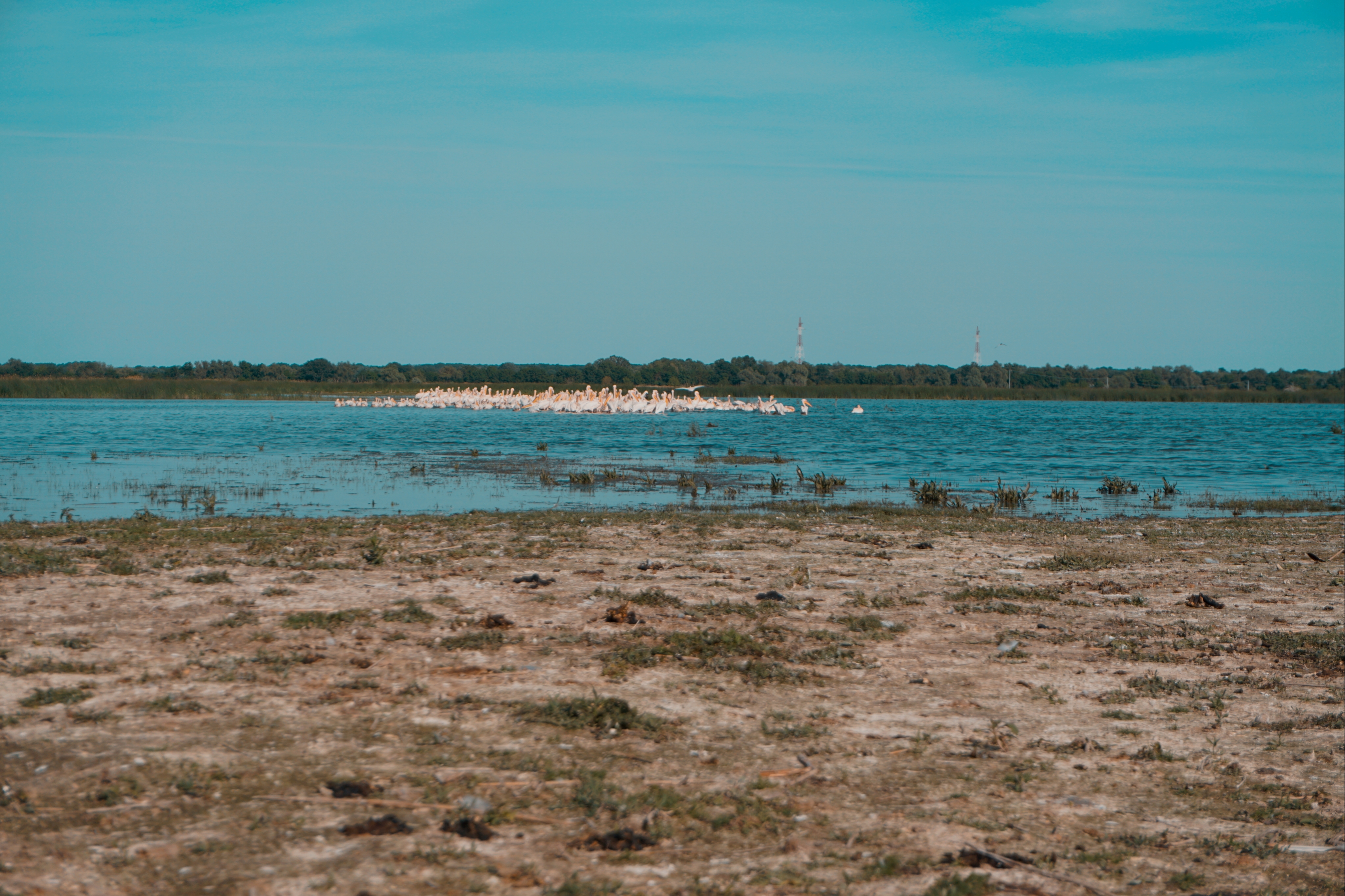 Pelicani Delta Dunarii