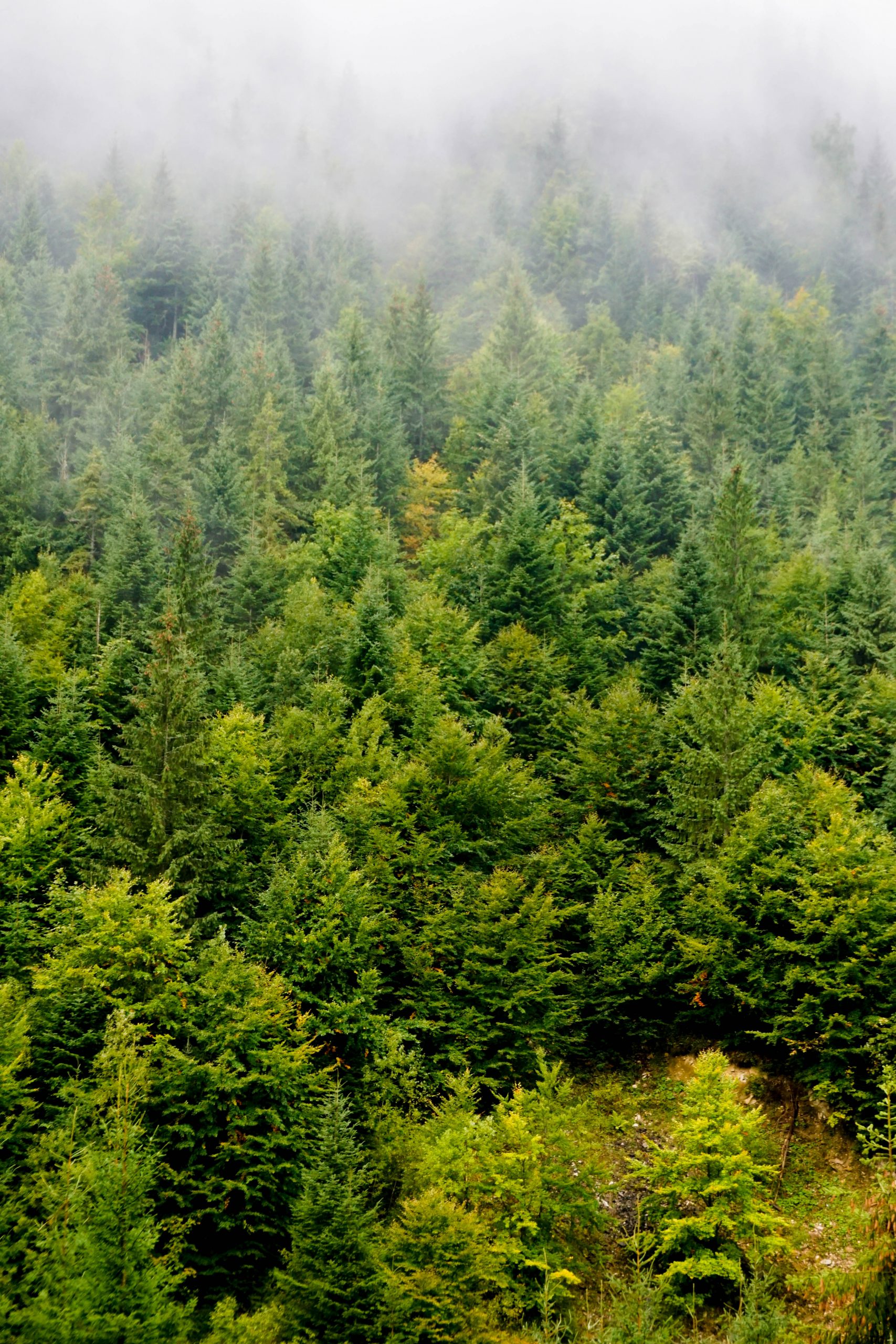 Munte Maramures Rodnei