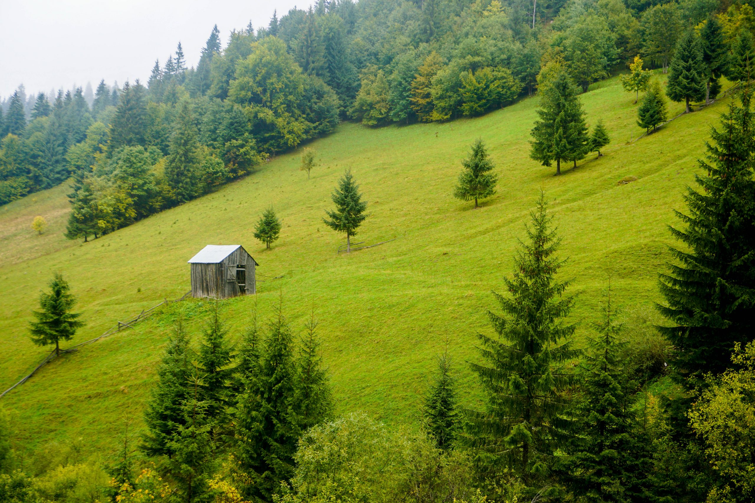 Plaiuri Maramures Borsa