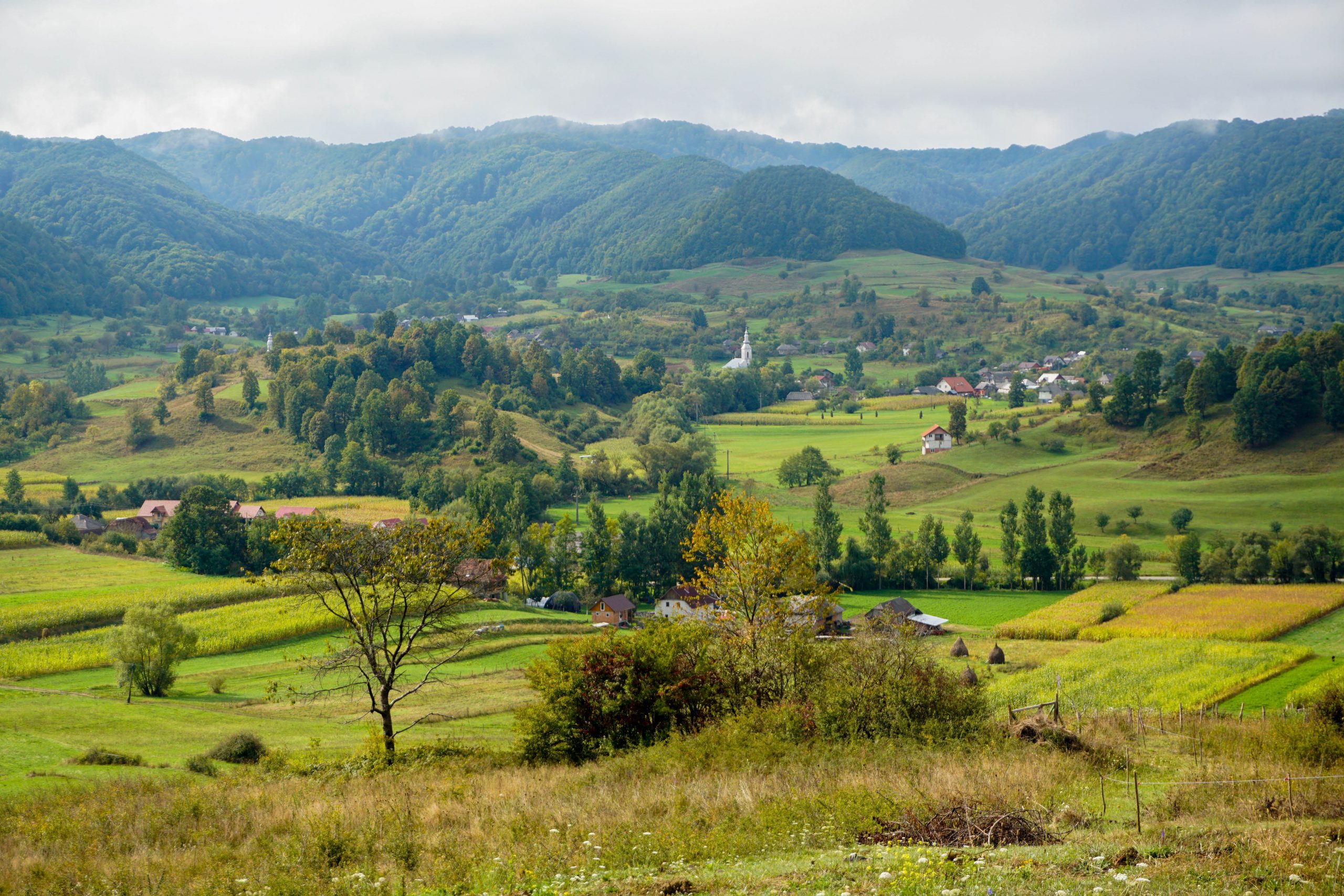 Maramures Breb