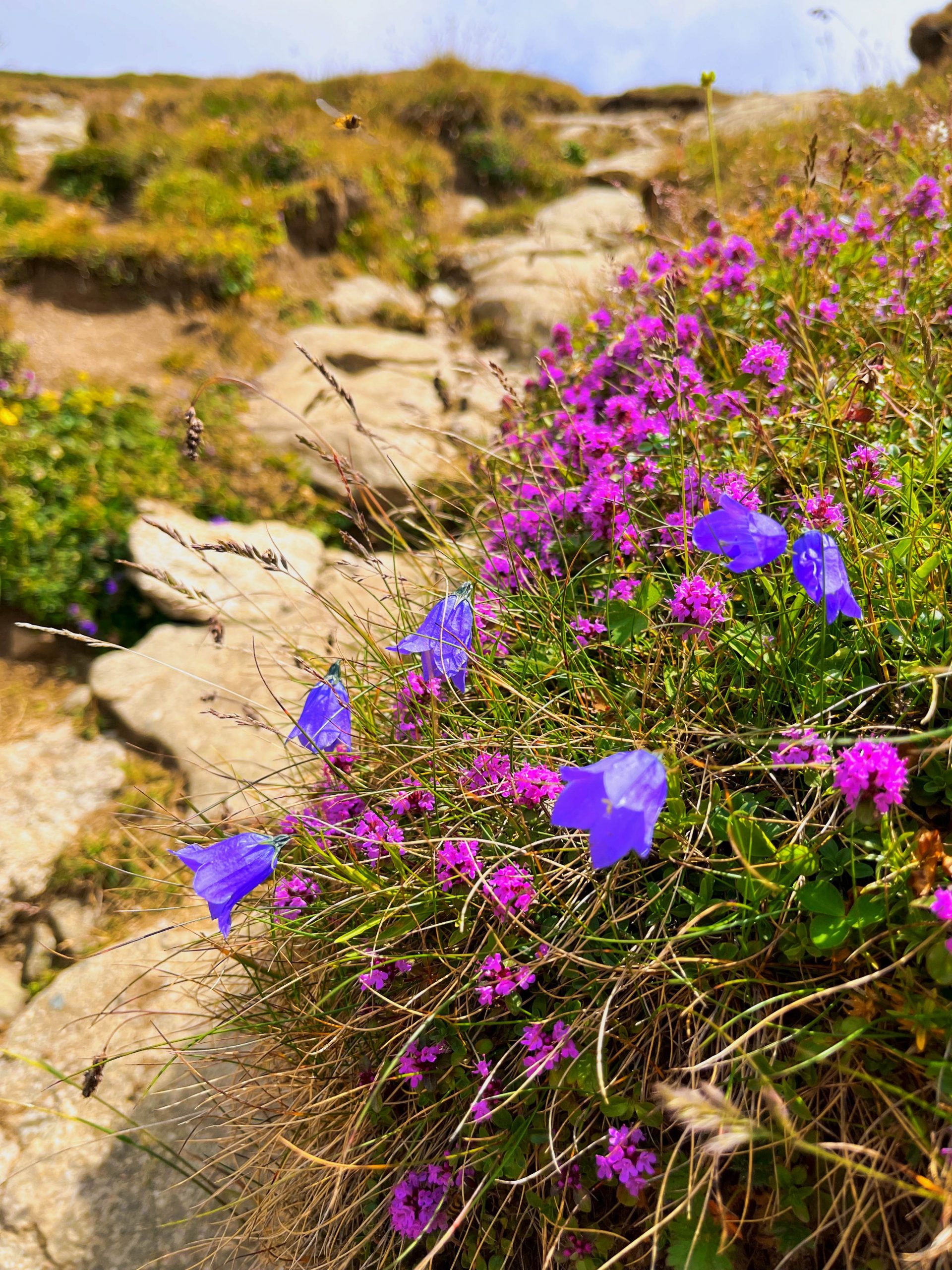 Crucea Eroilor Neamului Caraiman Flori Munte